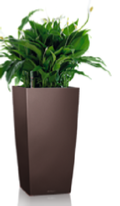 lechuza cubico office plant lechuza cubico office plant