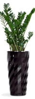 office plants zami office plants zami