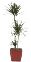 office plants dracaena office plants dracaena