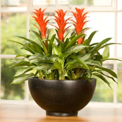 Office Plants Interior Landscaping Tropical Office Plants Live
